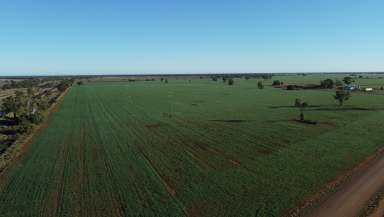 Farm For Sale - NSW - Nyngan - 2825 - Cropping & Grazing right on Nyngan’s Doorstep  (Image 2)