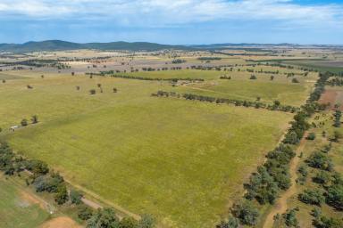 Farm Sold - NSW - Gooloogong - 2805 - 681ACRES* OF SOFT, ARABLE FARMING/GRAZING COUNTRY!  (Image 2)