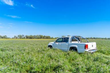 Farm For Sale - NSW - Gooloogong - 2805 - 146ACRES* OF PRIME CREEK FRONTAGE, LUCERNE FLATS!  (Image 2)