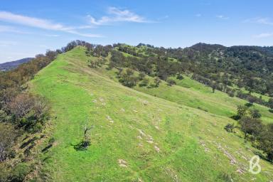 Farm For Sale - NSW - Muswellbrook - 2333 - "TARONGA" | 305 ACRES | GRAZING & LIFESTYLE OPPORTUNITY  (Image 2)