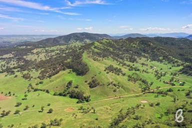 Farm For Sale - NSW - Muswellbrook - 2333 - "TARONGA" | 305 ACRES | GRAZING & LIFESTYLE OPPORTUNITY  (Image 2)