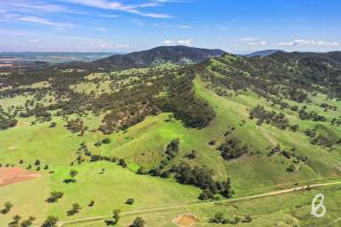 Farm Sold - NSW - Muswellbrook - 2333 - "TARONGA" | 305 ACRES | GRAZING & LIFESTYLE OPPORTUNITY  (Image 2)