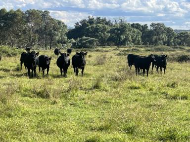 Farm For Sale - NSW - Pinkett - 2370 - DEVELOPMENT and GRAZING OPPORTUNITY  (Image 2)