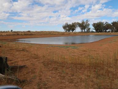 Farm For Sale - NSW - Ganmain - 2702 - GLENGARRY. 787 ACRES AS A WHOLE OR IN 2 LOTS 320 ACRES AND 467 ACRES  (Image 2)