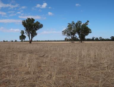 Farm For Sale - NSW - Ganmain - 2702 - GLENGARRY. 787 ACRES AS A WHOLE OR IN 2 LOTS 320 ACRES AND 467 ACRES  (Image 2)
