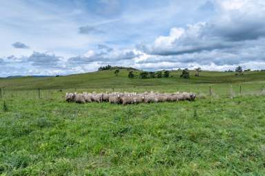 Farm Sold - NSW - Taralga - 2580 - Limerick Farm at Taralga  (Image 2)