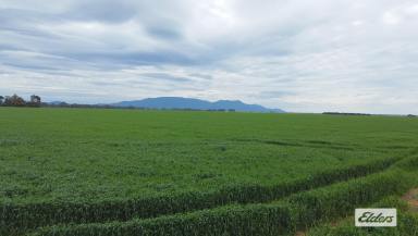 Farm For Sale - VIC - Willaura - 3379 - Premium Cropping Opportunity  (Image 2)