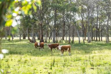 Farm For Sale - NSW - High Range - 2575 - Country Dual-Living  (Image 2)