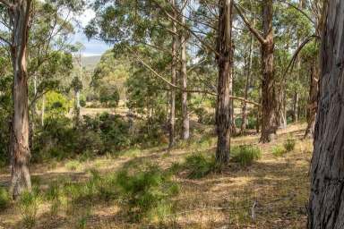 Farm For Sale - TAS - Margate - 7054 - Lifestyle land opportunity  (Image 2)