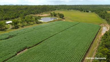 Farm For Sale - QLD - Bungadoo - 4671 - 126 Cultivated Acres - Modern Brick Home - Burnett River Frontage  (Image 2)
