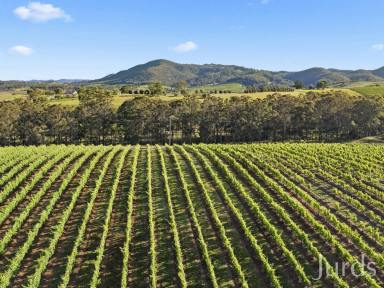 Farm For Sale - NSW - Pokolbin - 2320 - DRESS CIRCLE HOMESTEAD IN HUNTER VALLEY WINE COUNTRY  (Image 2)