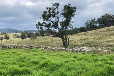 Farm For Sale - NSW - Manilla - 2346 - Windfall Combining Agriculture, Water and Nature  (Image 2)