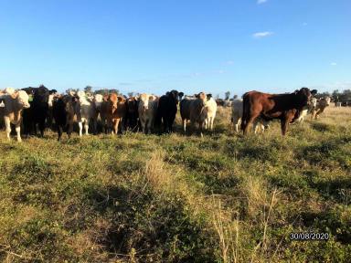 Farm For Sale - NSW - Wee Waa - 2388 - Versatile & Well Developed Cattle Enterprise  (Image 2)