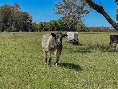 Farm For Sale - NSW - Nabiac - 2312 - Discover Your Dream: 22 Hectares of Serene Landscape Near Nabiac  (Image 2)
