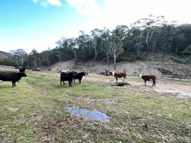 Farm For Sale - NSW - Bannaby - 2580 - 300 Peaceful Acres, 2 Br Cabin, Private, Secluded, Valley, Mountain Views, Mix Of Bush & Cleared, Dams, Perfect Lifestyle Property!!  (Image 2)