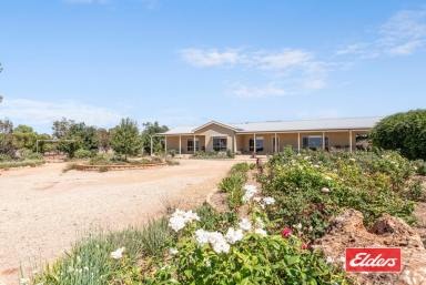 Farm For Sale - SA - Hamley Bridge - 5401 - UNDER CONTRACT BY JEFF LIND  (Image 2)