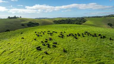 Farm For Sale - NSW - Bielsdown Hills - 2453 - 'Shephards'  206 Acres of Dorrigo Plateau Grazing & Lifestyle  (Image 2)