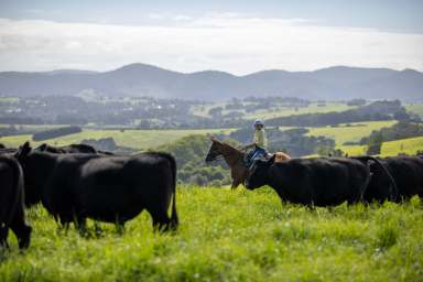 Farm For Sale - NSW - Bielsdown Hills - 2453 - 'Shephards'  206 Acres of Dorrigo Plateau Grazing & Lifestyle  (Image 2)