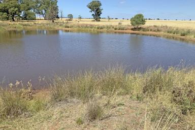 Farm For Sale - NSW - Narromine - 2821 - Minutes From Town  (Image 2)