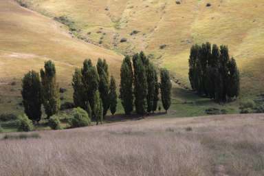 Farm For Sale - NSW - Golspie - 2580 - " ROMLO Majestic Country bliss and traditional Rural productivity  (Image 2)