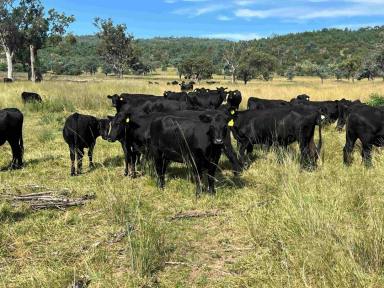 Farm For Sale - NSW - Moree - 2400 - "Rocky Glen" 6121 Terry Hie Hie Road Moree  (Image 2)
