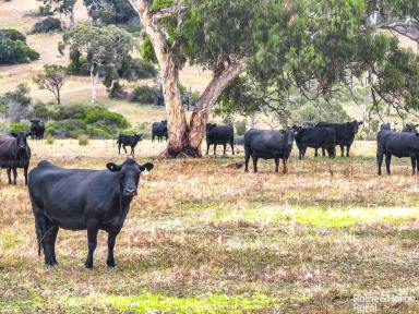 Farm For Sale - SA - Hindmarsh Valley - 5211 - 'Bayvista' - Blend work & pleasure with a pivotal farm-to-sea locale & a beyond versatile 678-acres.  (Image 2)