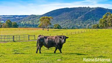 Farm For Sale - SA - Hindmarsh Valley - 5211 - 'Bayvista' - Blend work & pleasure with a pivotal farm-to-sea locale & a beyond versatile 678-acres.  (Image 2)