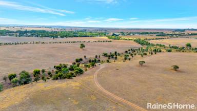 Farm For Sale - SA - Woodchester - 5255 - Rural vistas & quality infrastructure - follow head, heart & herd to 295 productive acres.  (Image 2)