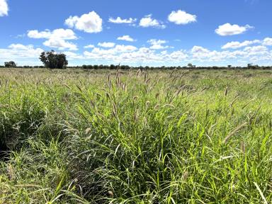 Farm For Sale - QLD - Bollon - 4488 - Certified Organic Grazing Opportunity  (Image 2)