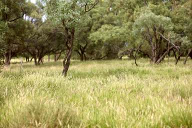 Farm Tender - QLD - Longreach  - 4730 - 'Old Euston' - Strong and healthy CWQ cattle country.   (Image 2)