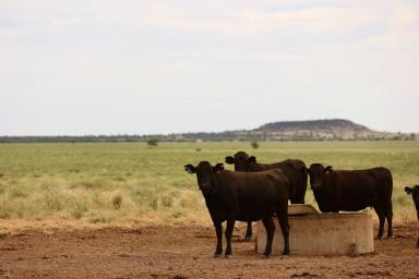 Farm Tender - QLD - Longreach  - 4730 - 'Old Euston' - Strong and healthy CWQ cattle country.   (Image 2)