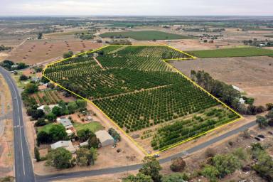 Farm For Sale - NSW - Curlwaa - 2648 - MIXED CITRUS PROPERTY  (Image 2)