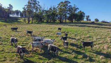 Farm For Sale - TAS - Westbury - 7303 - "Willow Park Farm" Agricultural Opportunity in the Meander Valley  (Image 2)
