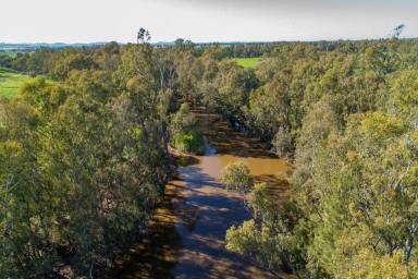 Farm For Sale - NSW - Canowindra - 2804 - RIVERFRONTAGE IRRIGATION COUNTRY!  (Image 2)