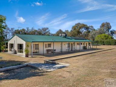 Farm For Sale - NSW - Gerogery - 2642 - Immaculate Lifestyle Property Easy Commute to Albury Wodonga  (Image 2)