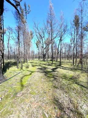 Farm For Sale - NSW - Jacks Creek - 2390 - ALMOST 400 ACRES OF SECLUDED FOREST WAITING FOR A NEW OWNER!!  (Image 2)