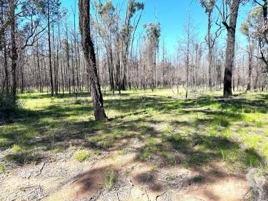 Farm For Sale - NSW - Jacks Creek - 2390 - ALMOST 400 ACRES OF SECLUDED FOREST WAITING FOR A NEW OWNER!!  (Image 2)