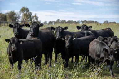 Farm For Sale - NSW - Llangothlin - 2365 - High Performance Beef Production In a Class of it's Own  (Image 2)