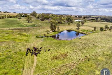 Farm For Sale - NSW - Young - 2594 - STUNNING LIFESTYLE PROPERTY!  (Image 2)