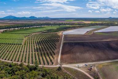 Farm For Sale - QLD - Bowen - 4805 - DONMORE FARMS AGGREGATION  (Image 2)