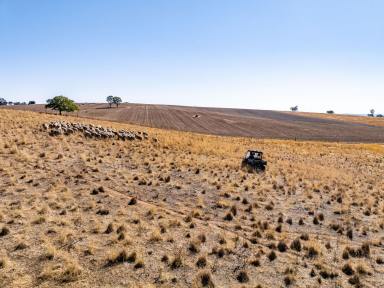 Farm Auction - NSW - Young - 2594 - "Heart of the Hilltops" Mixed Farming Opportunity  (Image 2)