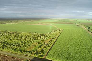 Farm Sold - QLD - Kirknie - 4806 - SOLD SOL SOLD SOLD SOLD SOLD      "Unmissable Auction Event: Your Gateway to Agricultural Prosperity!"  (Image 2)