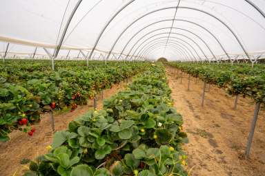 Farm For Sale - WA - Denbarker - 6324 - Amuri Creek Fruit  (Image 2)