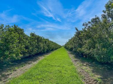 Farm For Sale - QLD - Meadowvale - 4670 - 23,000 Tree Macadamia Orchard  (Image 2)