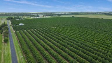 Farm For Sale - QLD - Meadowvale - 4670 - 23,000 Tree Macadamia Orchard  (Image 2)