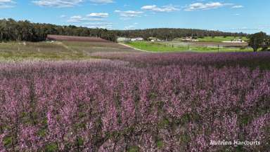 Farm For Sale - WA - Karragullen - 6111 - 29.78 ACRES OF HORSE POTENTIAL  (Image 2)