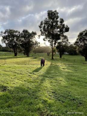 Farm For Sale - WA - Karragullen - 6111 - 29.78 ACRES OF HORSE POTENTIAL  (Image 2)