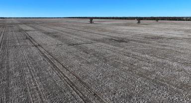 Farm For Sale - NSW - Moree - 2400 - "Terlings" & "Dundenoon" - First Class Soils  (Image 2)