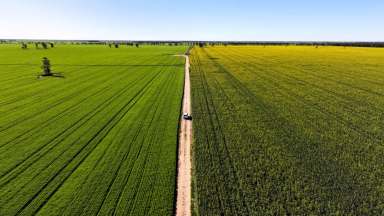 Farm For Sale - NSW - Moree - 2400 - Institutional Grade Dryland Cropping and Grazing  (Image 2)