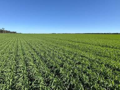 Farm For Sale - NSW - Moree - 2400 - Institutional Grade Dryland Cropping and Grazing  (Image 2)